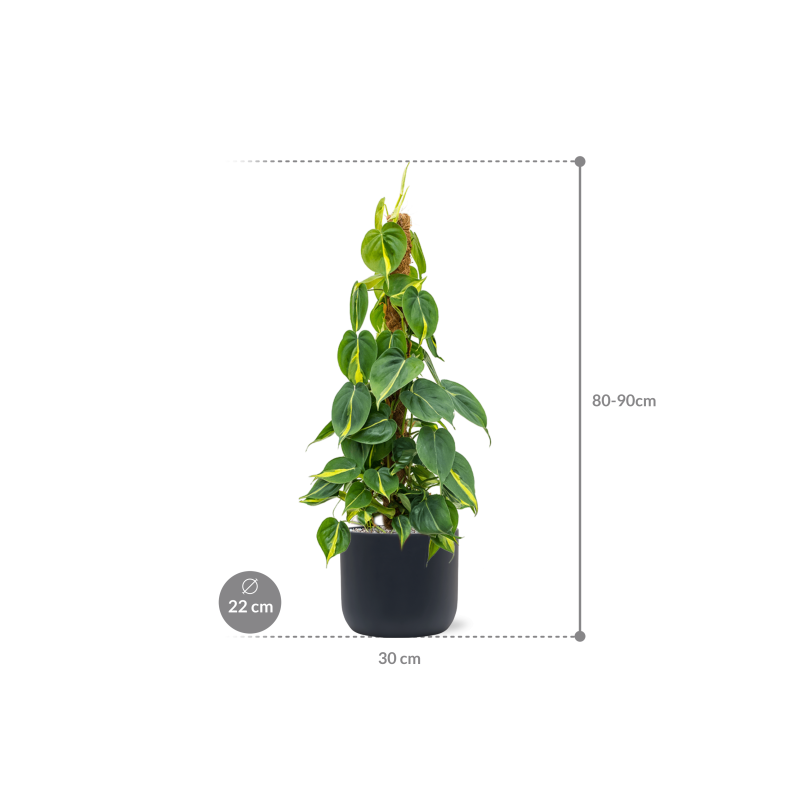  Philodendron Brasil in Baq Ease Antraciet