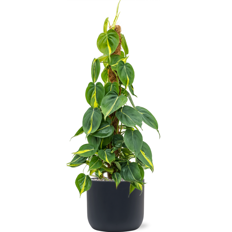  Philodendron Brasil in Baq Ease Antraciet