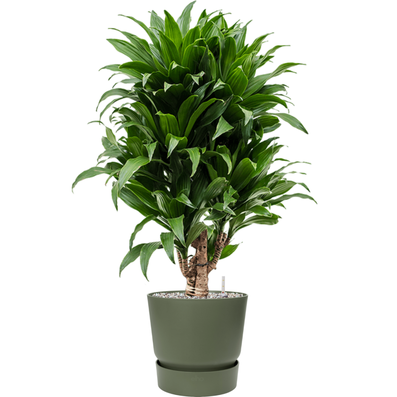 Dracaena Compacta in Elho Greenville Rond Groen