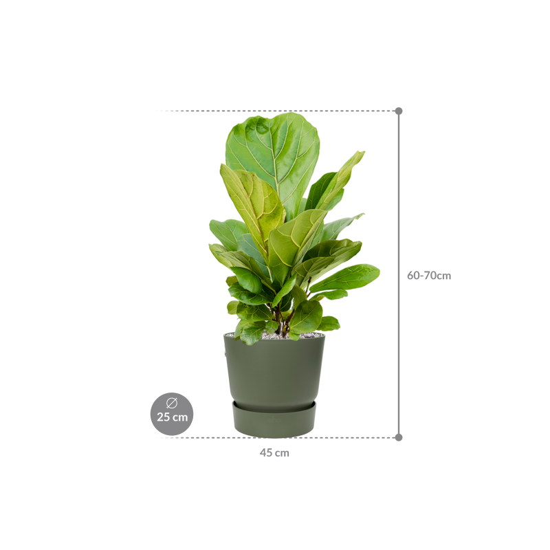 Ficus Lyrata in Elho Greenville Rond Groen