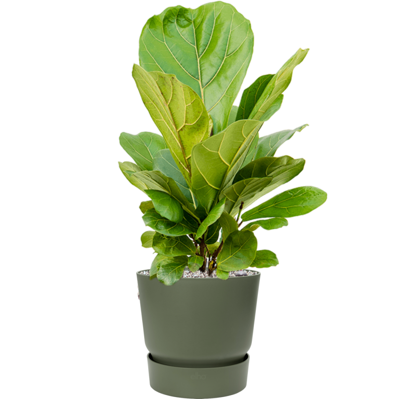 Ficus Lyrata in Elho Greenville Rond Groen