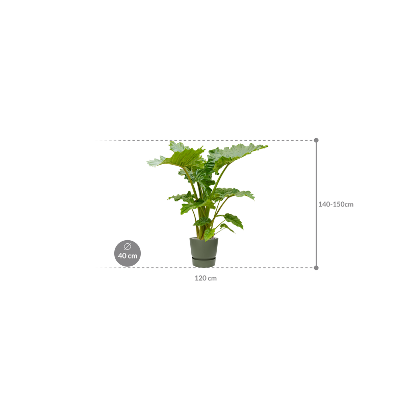 Alocasia 'Portodora' in Greenville