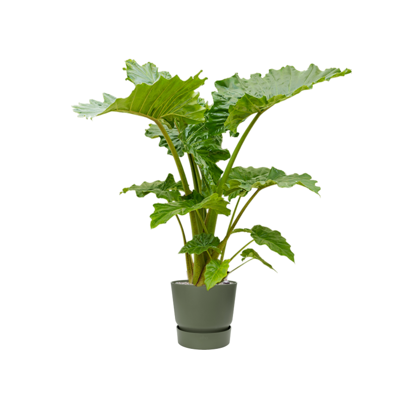 Alocasia 'Portodora' in Greenville