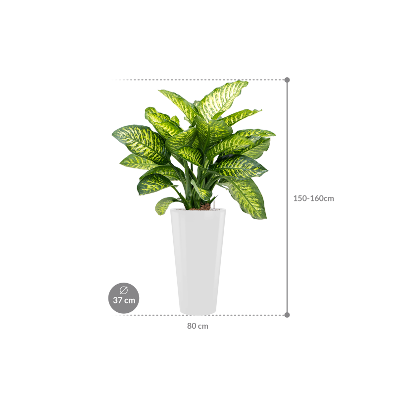 Dieffenbachia Maroba in Runner Rond Wit