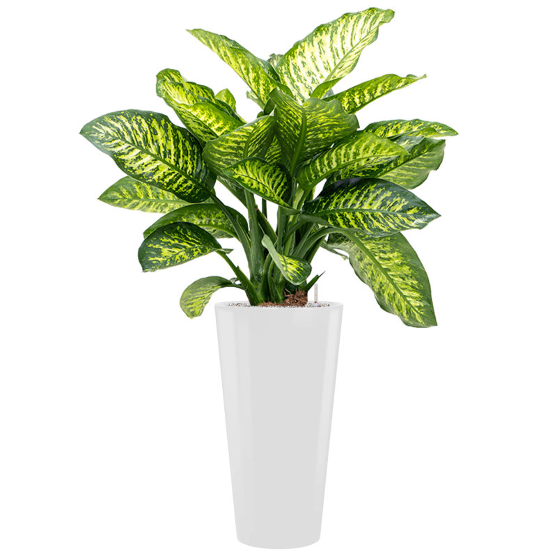 Dieffenbachia Maroba in Runner Rond Wit