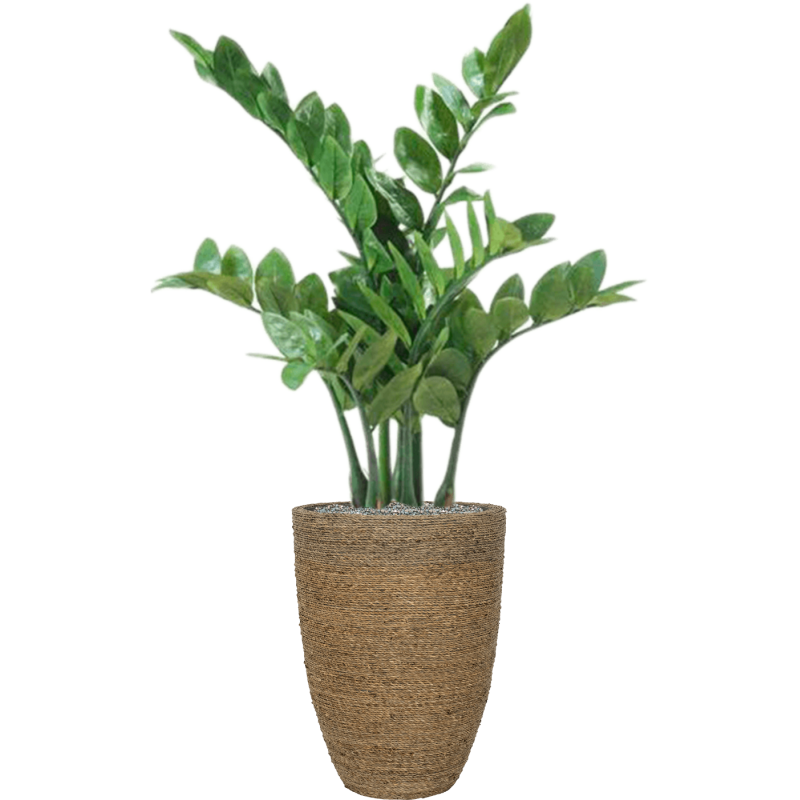 Zamioculcas in Bohemian Straw Ben - kunstplant