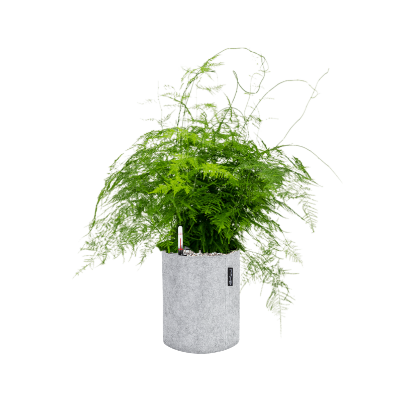Asparagus plumosus in Lechuza Trendcover 23 Felt