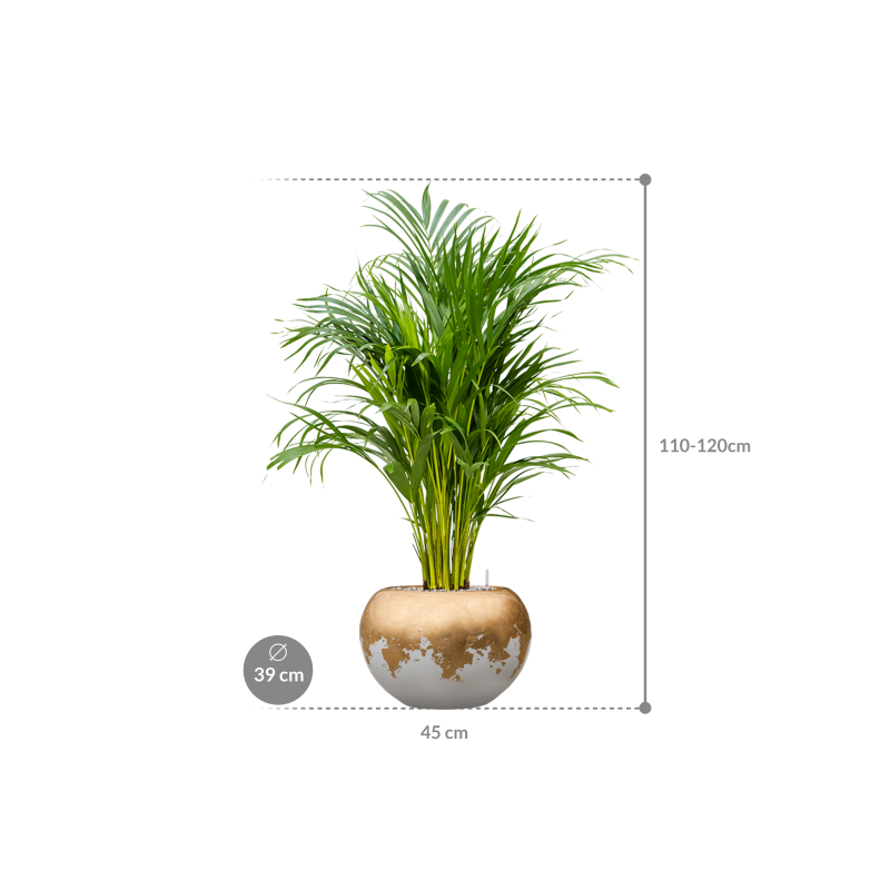 Areca Lutescens in Baq Luxe Lite Glossy Globe Goud