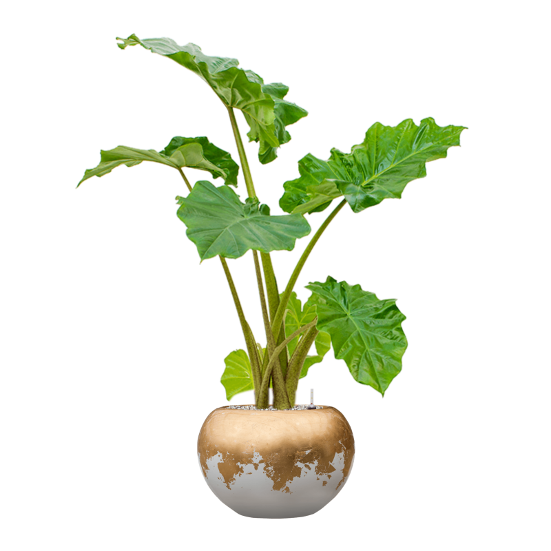 Alocasia 'Portodora' in Baq Luxe Lite Glossy