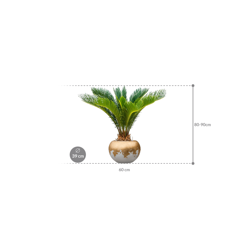 Cycas Revoluta in Baq Luxe Lite Glossy Globe Goud