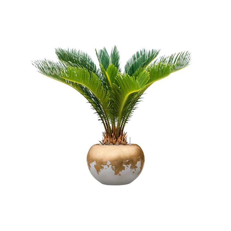 Cycas Revoluta in Baq Luxe Lite Glossy Globe Goud