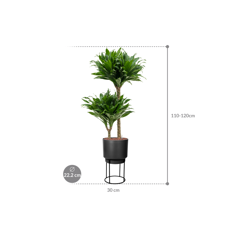 Dracaena Compacta in Elho B. For Studio Zwart
