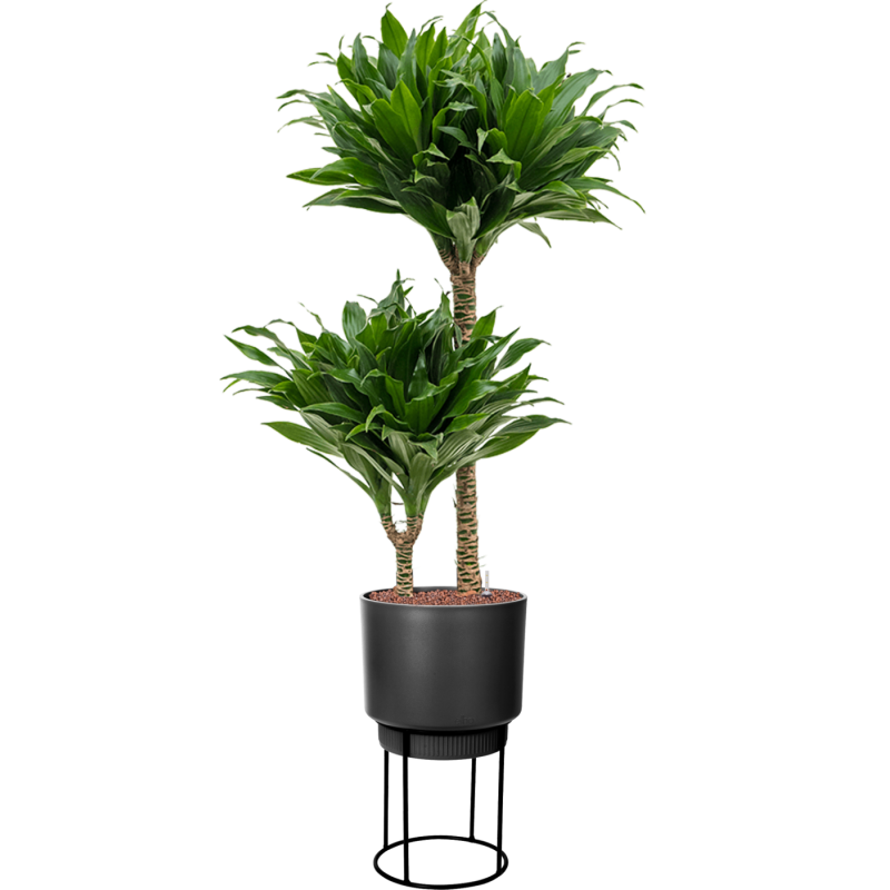 Dracaena Compacta in Elho B. For Studio Zwart