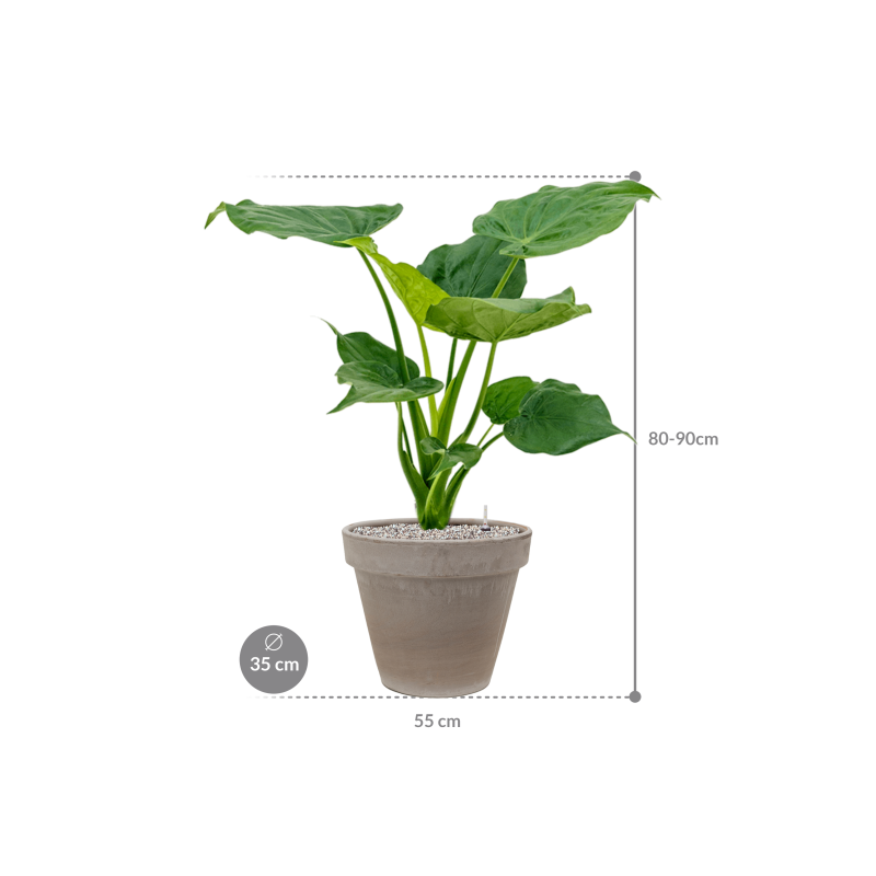 Alocasia cucullata in Terra Cotta