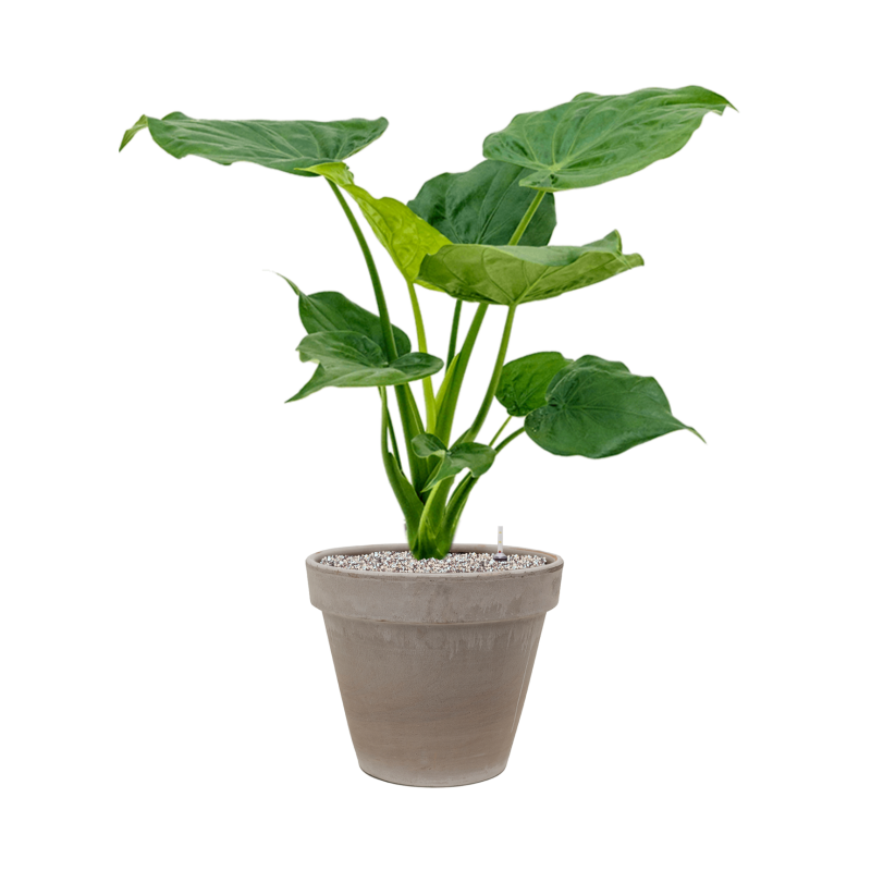 Alocasia cucullata in Terra Cotta