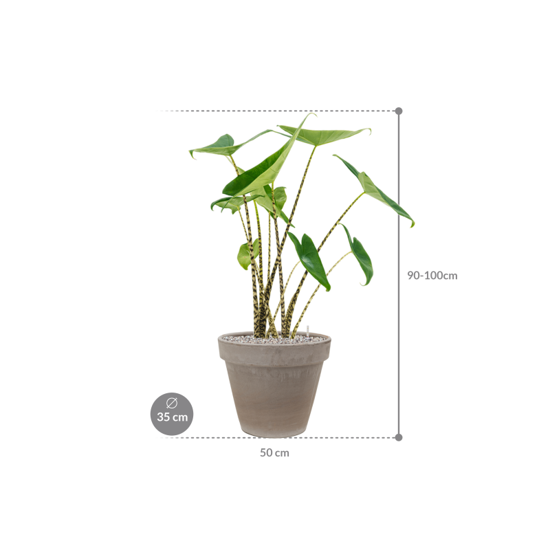 Alocasia zebrina in Terra Cotta