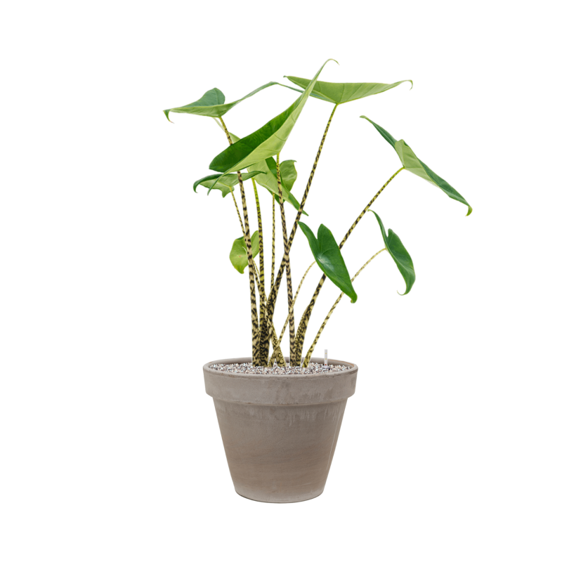 Alocasia zebrina in Terra Cotta