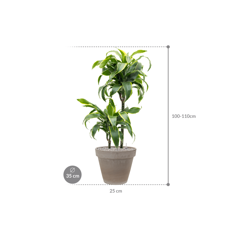 Dracaena Dorado in Terracotta Grijs