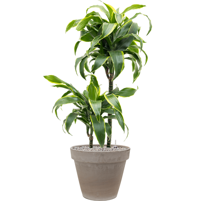 Dracaena Dorado in Terracotta Grijs