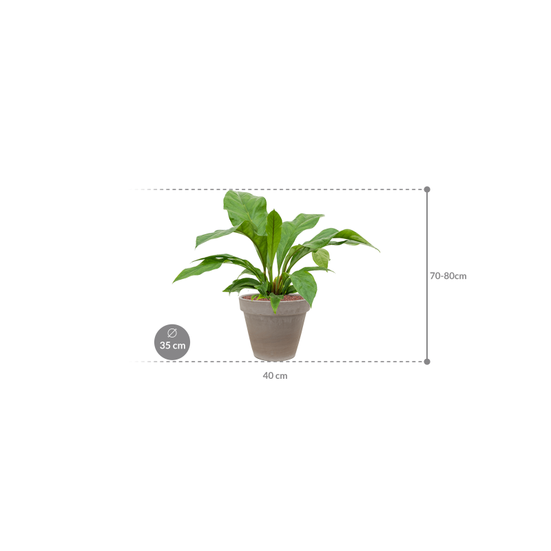 Anthurium ellipticum 'Jungle bush' in Terra Cotta