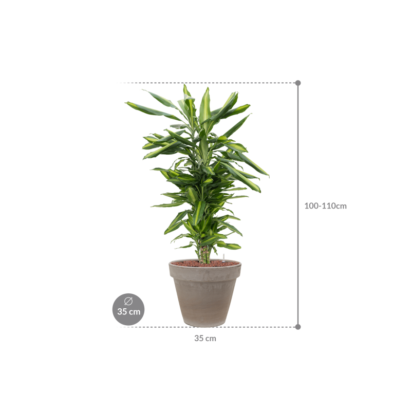 Dracaena Cintho in Terracotta Grijs