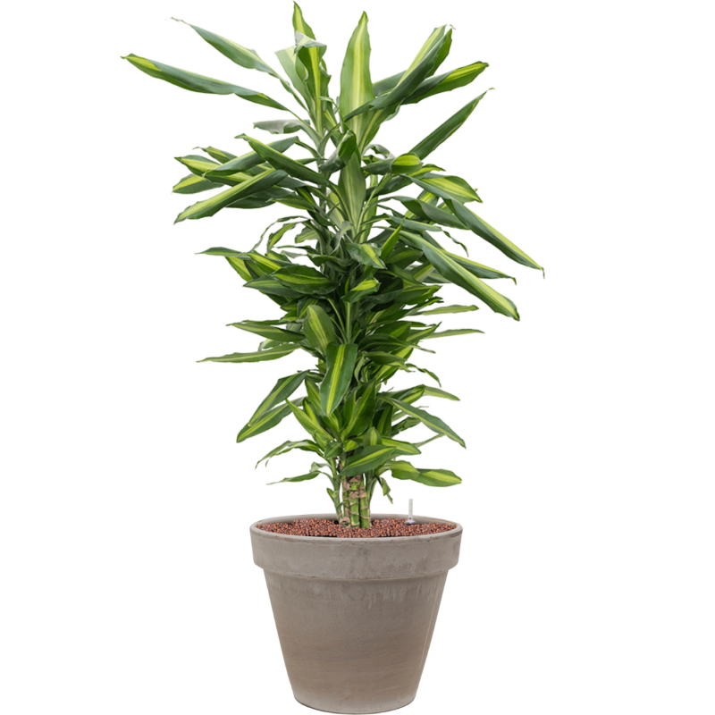 Dracaena Cintho in Terracotta Grijs