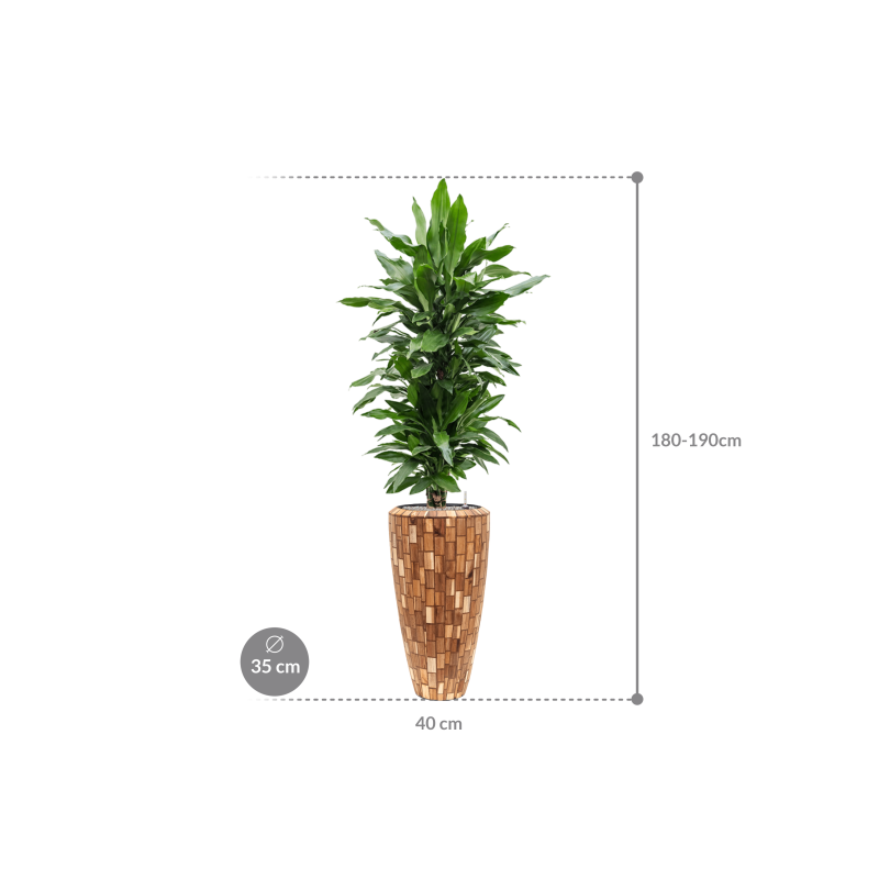 Dracaena Janet Lind in Baq Facets Jenga Partner