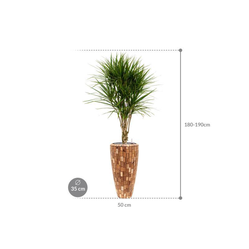 Dracaena Marginata in Baq Facets Jenga Partner