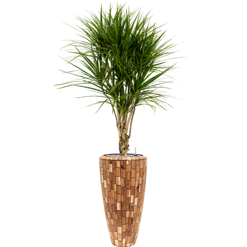 Dracaena Marginata in Baq Facets Jenga Partner