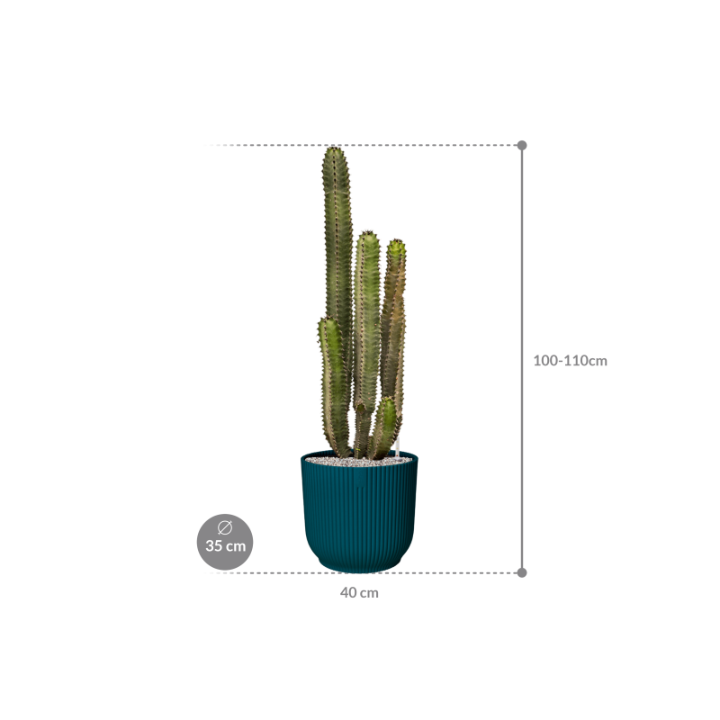 Euphorbia Canariensis in Elho Vibes Blauw