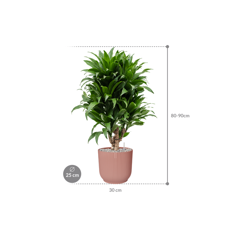 Dracaena Compacta in Elho Vibes Roze