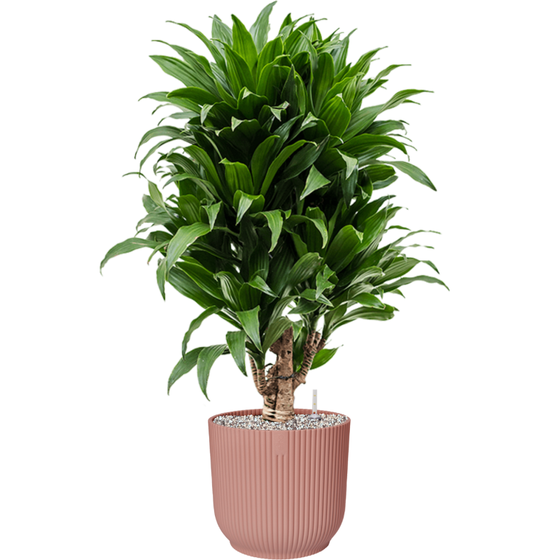 Dracaena Compacta in Elho Vibes Roze