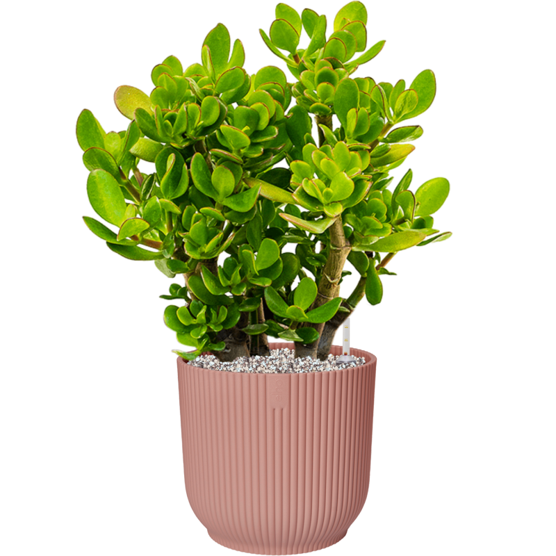 Crassula ovata in Elho Vibes Roze