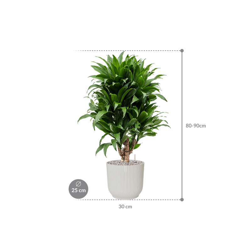 Dracaena Compacta in Elho Vibes Wit