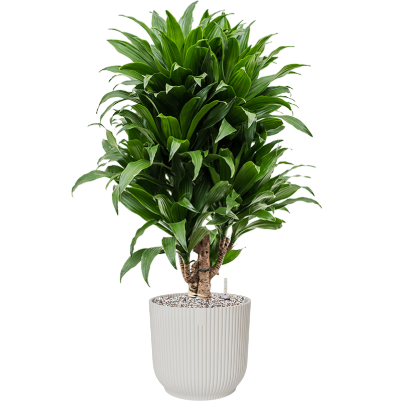 Dracaena Compacta in Elho Vibes Wit