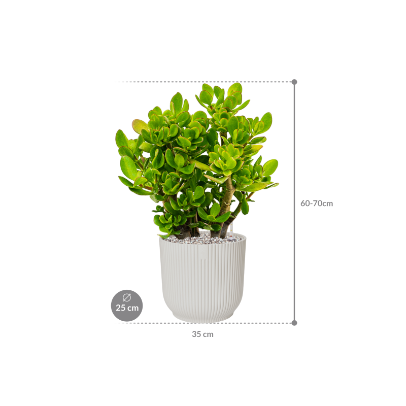 Crassula ovata in Vibes Fold
