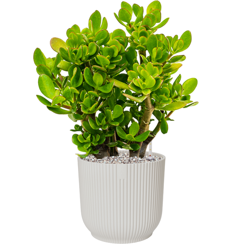 Crassula ovata in Vibes Fold