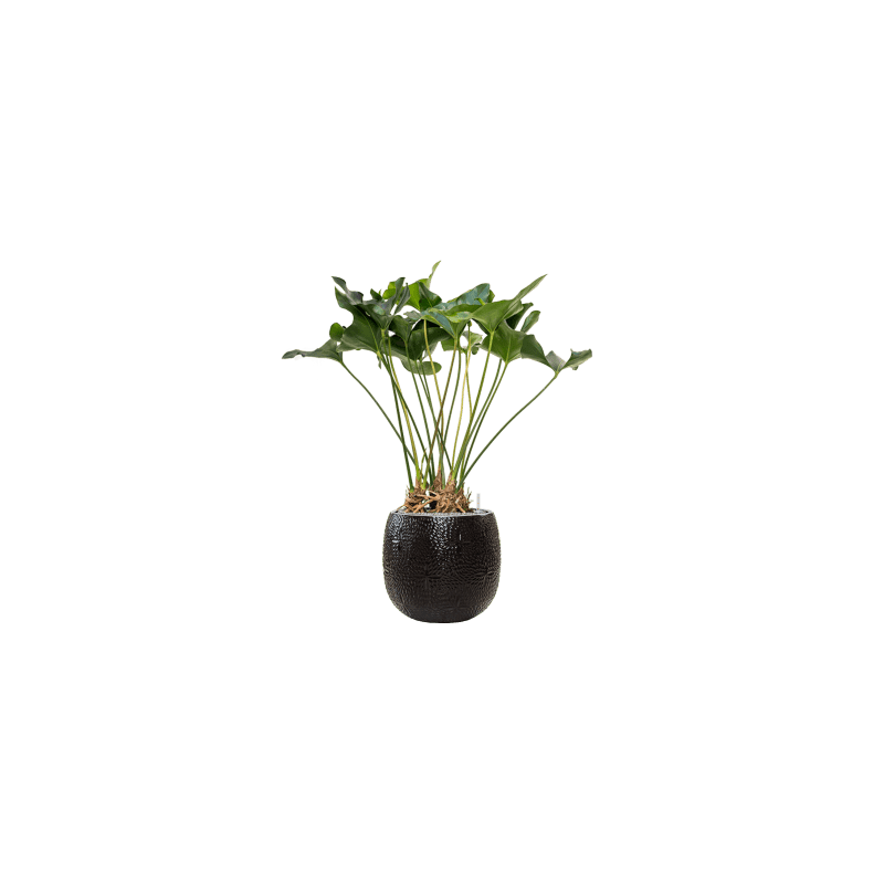 Anthurium Arrow