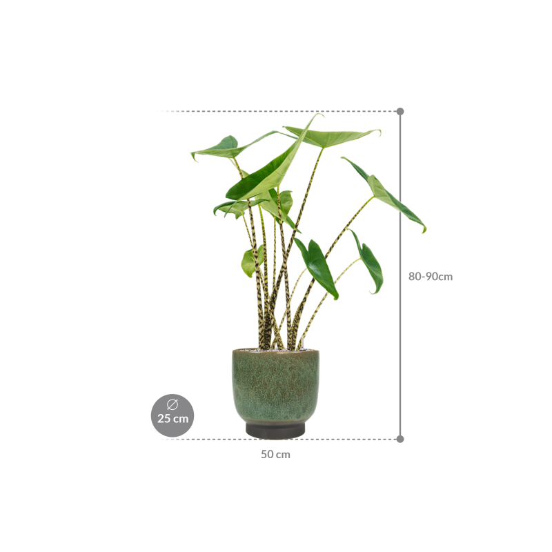 Alocasia Zebrina in Linn