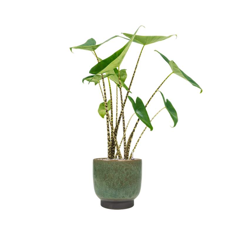 Alocasia Zebrina in Linn