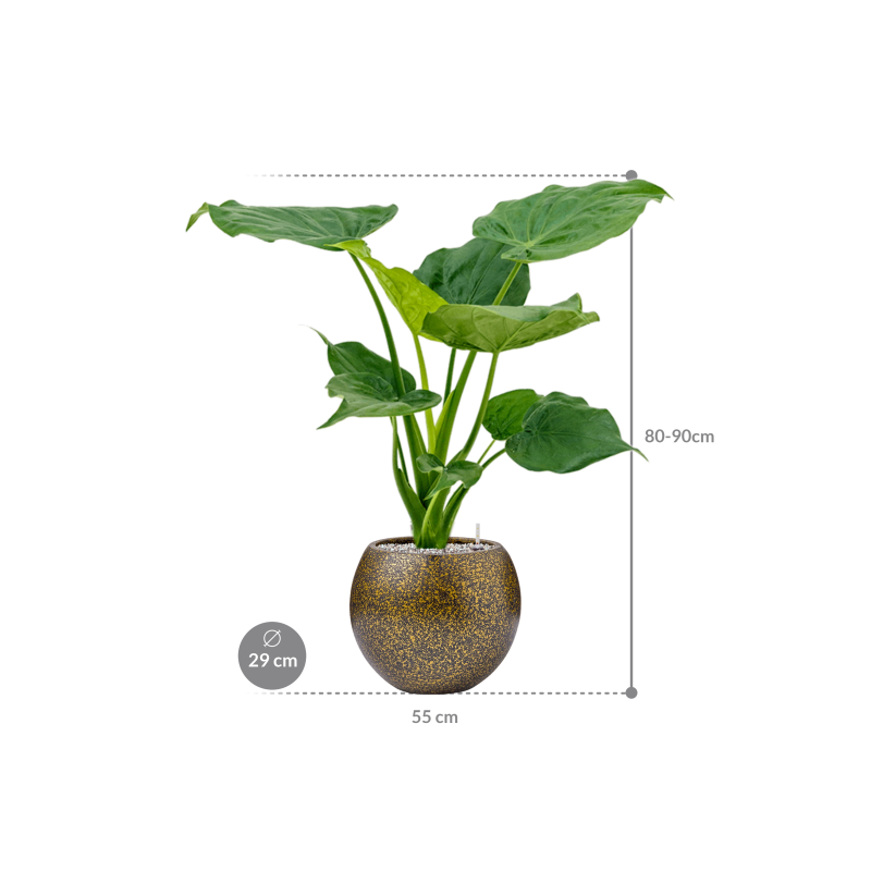 Alocasia cucullata in Capi Lux Terrazzo