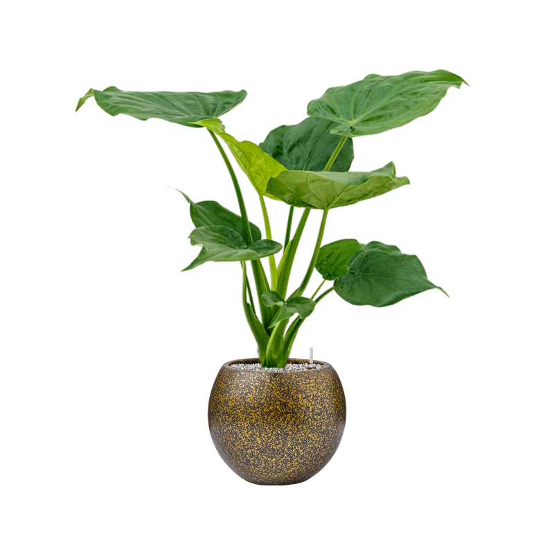 Alocasia cucullata in Capi Lux Terrazzo