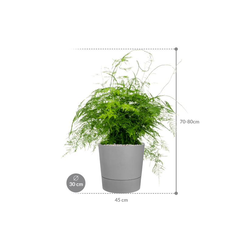 Asparagus setaceus plumosus in Greensense Aqua Care