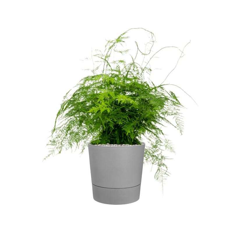 Asparagus setaceus plumosus in Greensense Aqua Care
