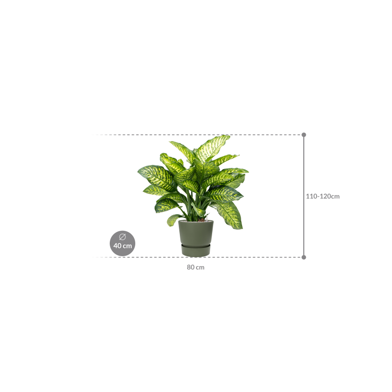 Dieffenbachia Maroba in Elho Greenville Rond Groen