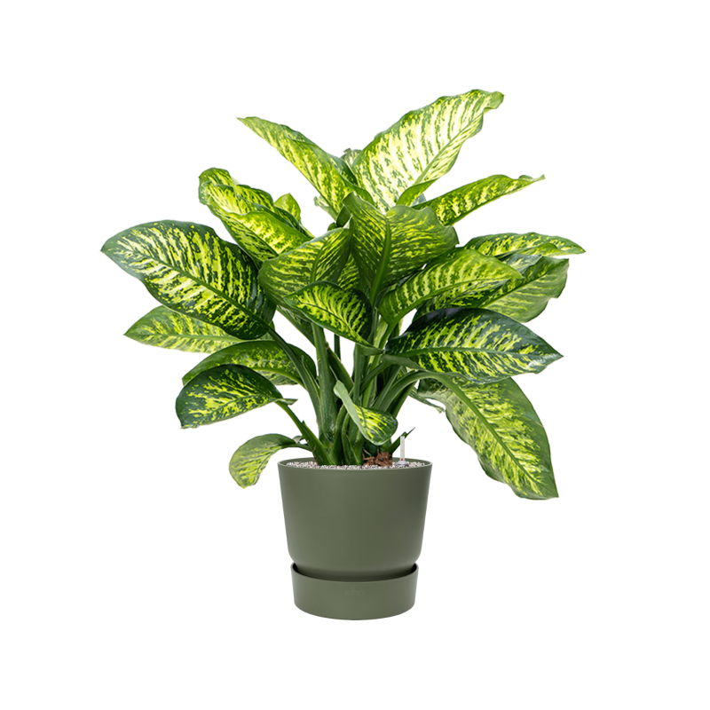 Dieffenbachia Maroba in Elho Greenville Rond Groen