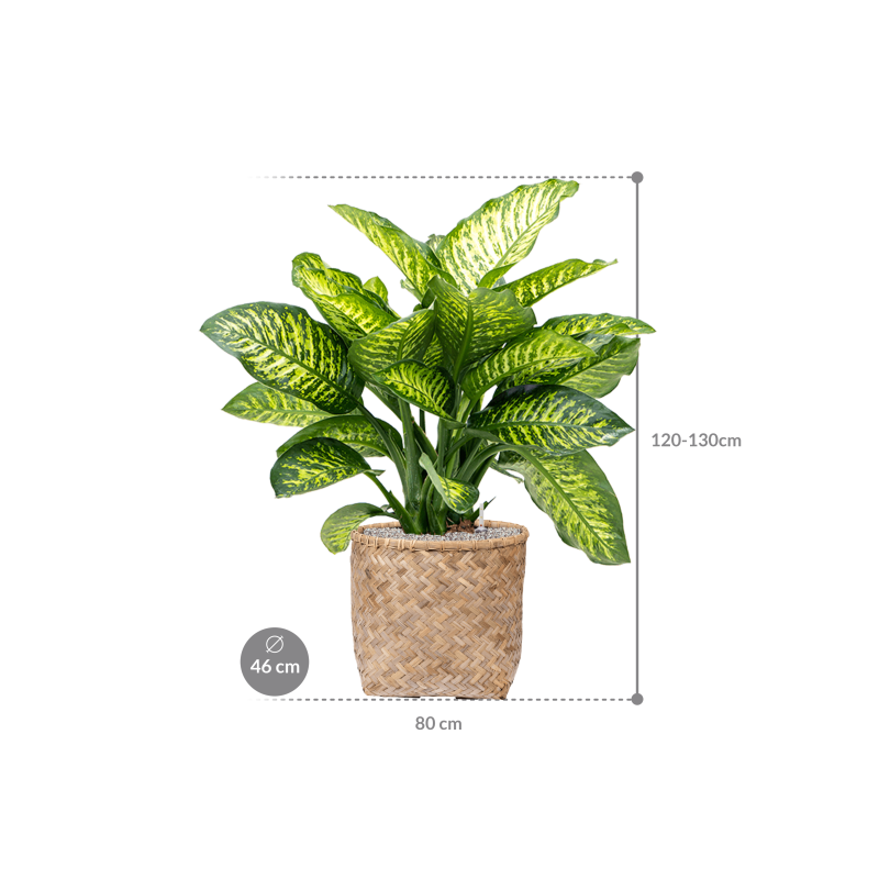 Dieffenbachia Maroba in Bohemian Bamboo Zayn