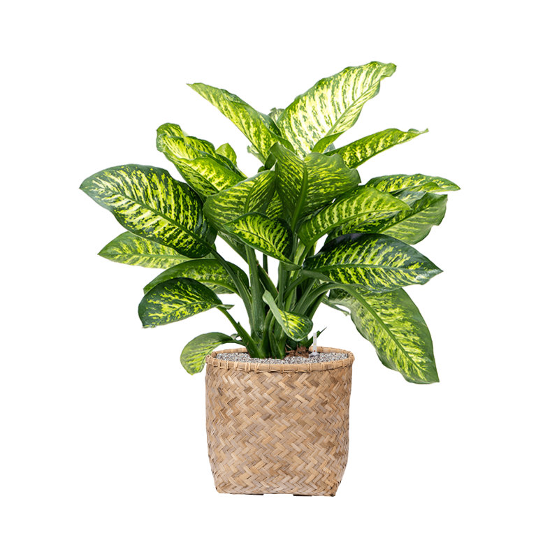Dieffenbachia Maroba in Bohemian Bamboo Zayn