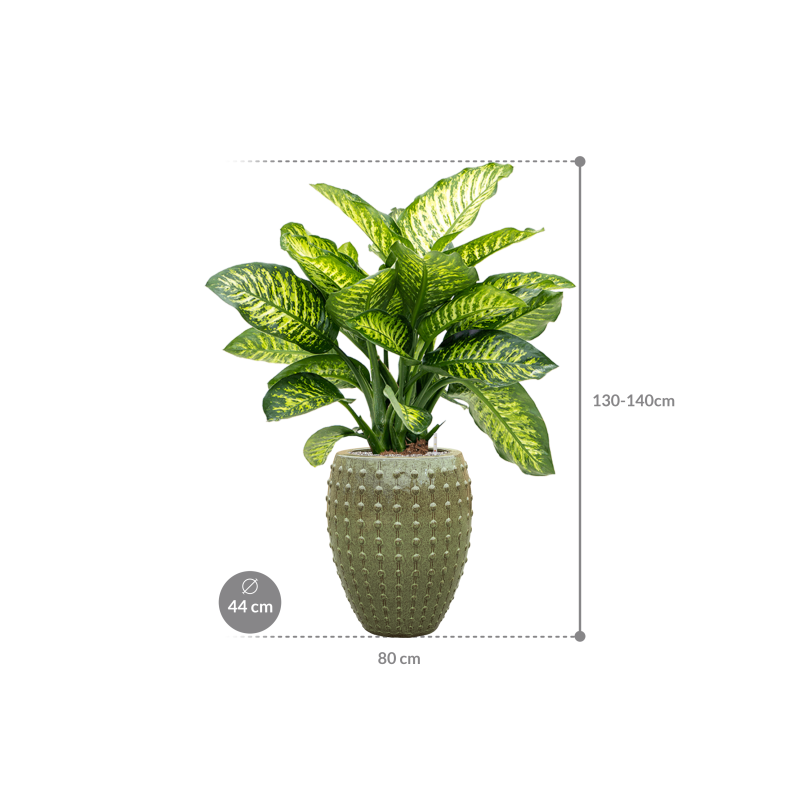 Dieffenbachia Maroba in Laos Emperor Groen