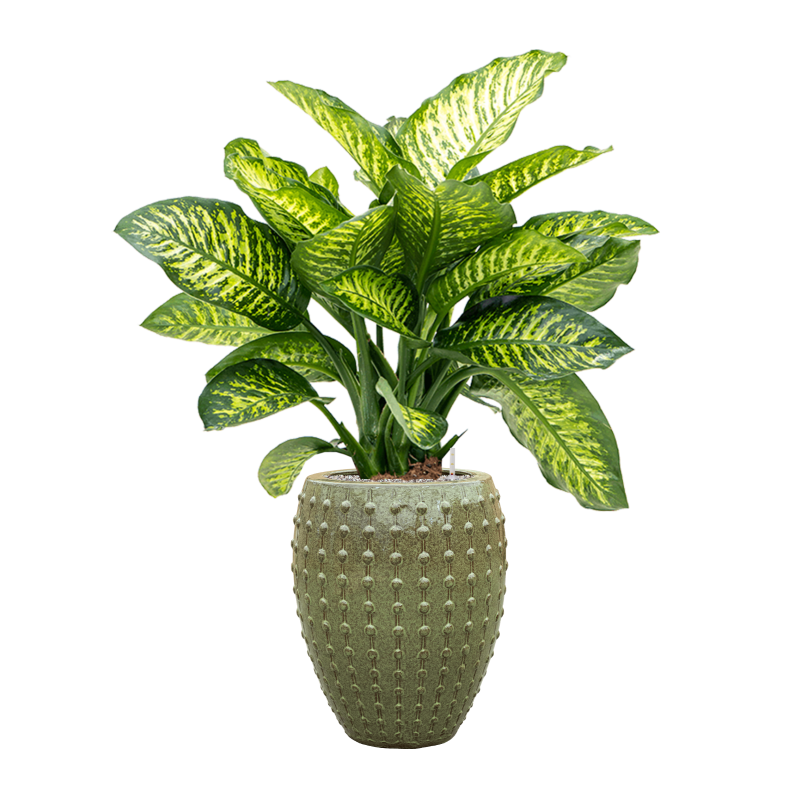 Dieffenbachia Maroba in Laos Emperor Groen